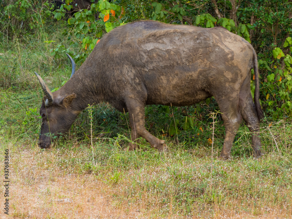 Fototapeta premium SRI LANKA