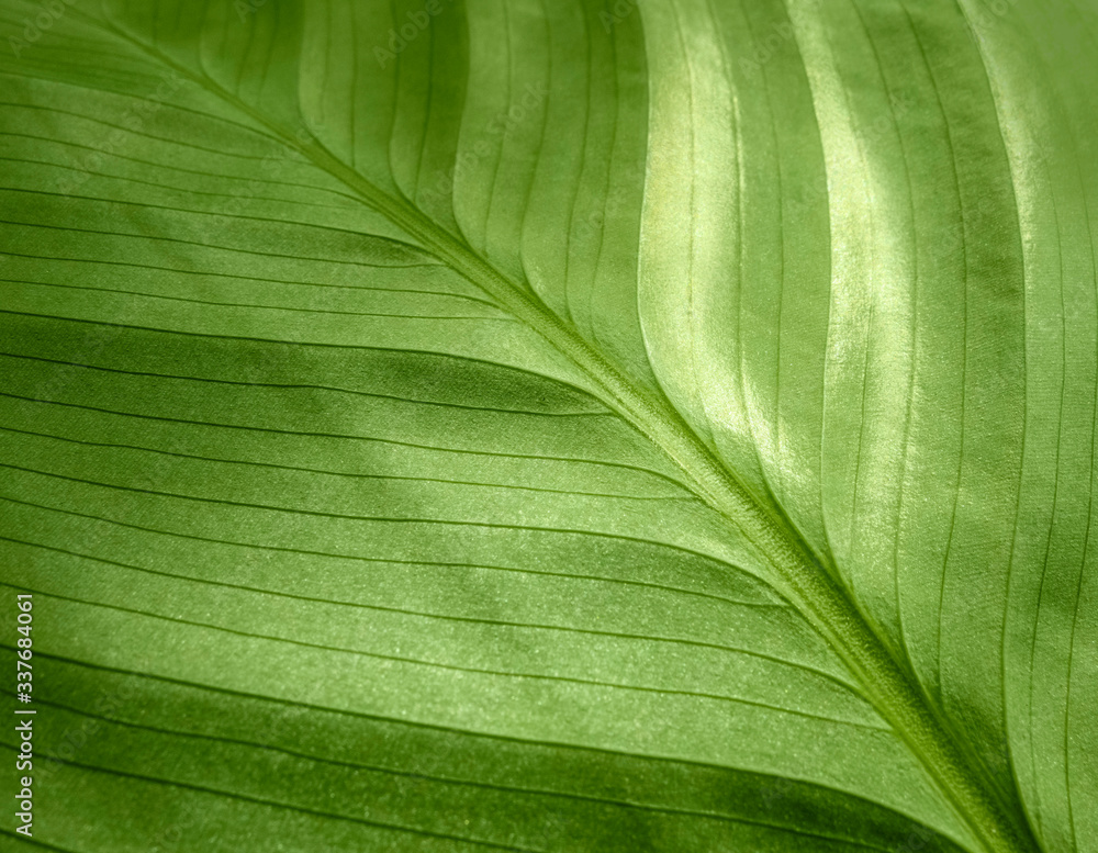 green leaf closeup green leaf closeup
