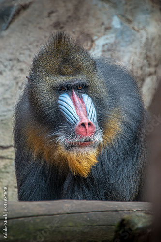 Portrait of colorful curious African mandrill, an alpha male, closeup, details