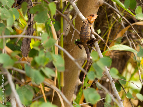 SRI LANKA