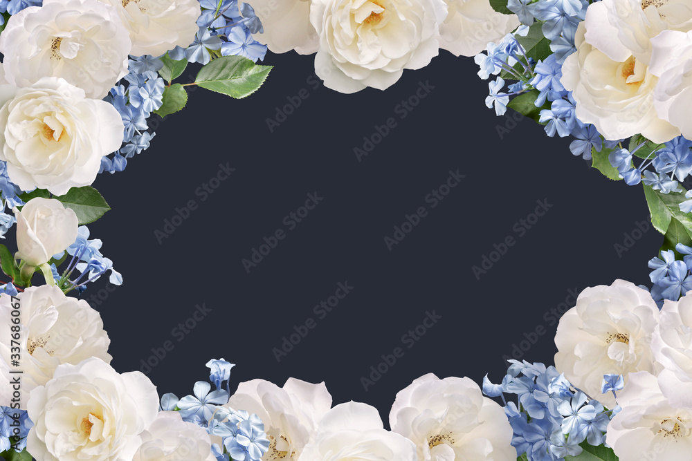 Floral banner, header with copy space. White roses and light blue plumbago isolated on dark background. Natural flowers wallpaper or greeting card.