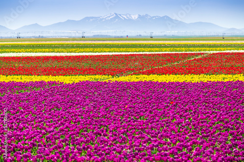 A magical landscape with blue sky over tulip field in KONYA TURKEY.