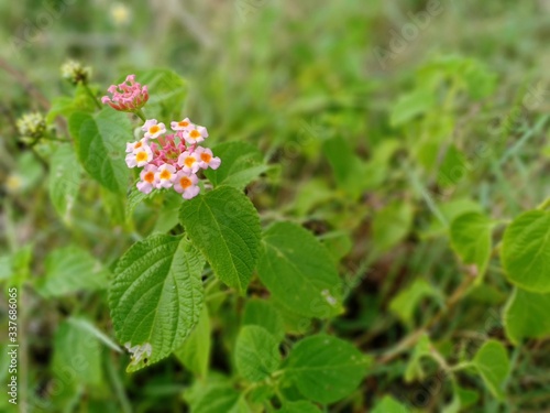 red flower in a garden © adehan