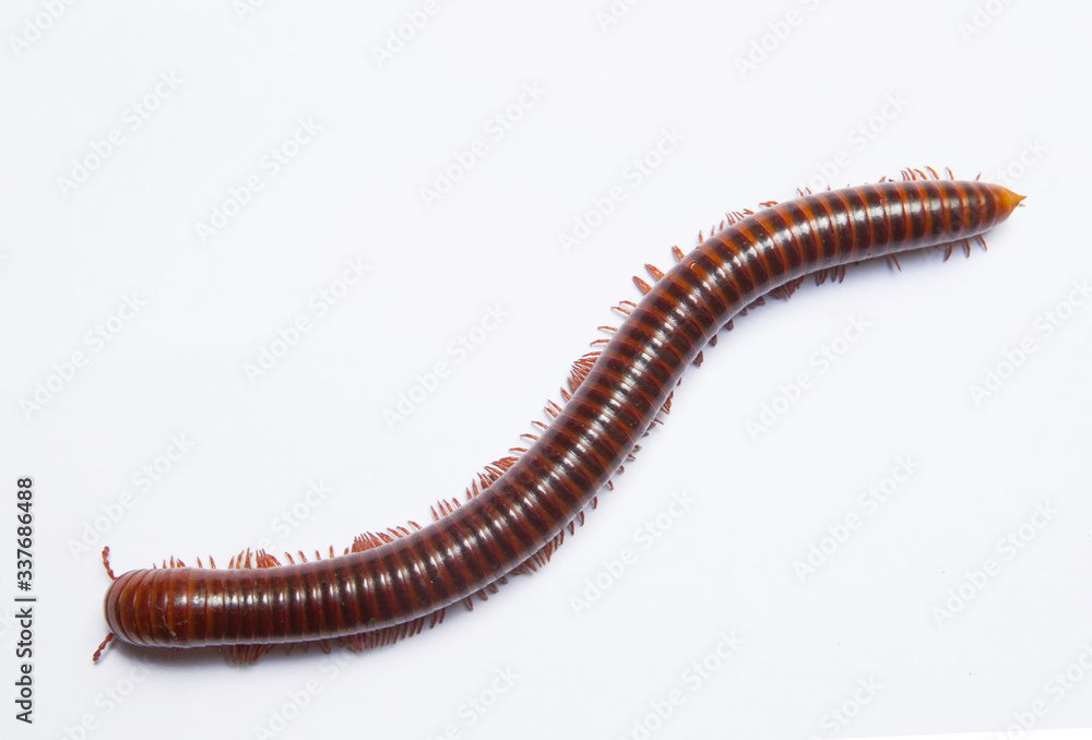 Obraz premium Millipede showing gestures on white scene