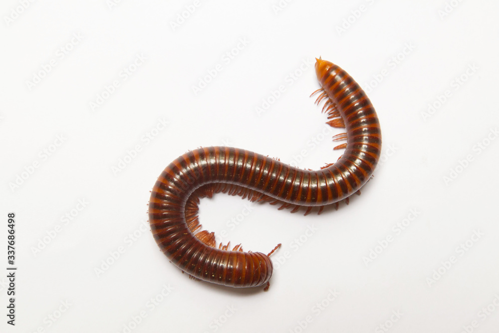 Millipede showing gestures on white scene
Millipede showing gestures on white scene