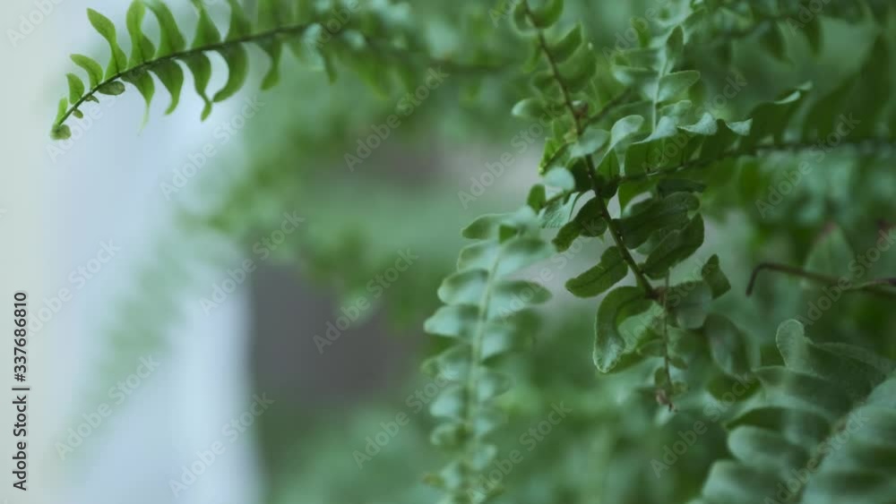 Details of Fern Leafs, Focus Change from Background to Foreground - Cosy House Plant Macro Video 4K Details of Fern Leafs, Focus Change from Background to Foreground - Cosy House Plant Macro Video 4K
