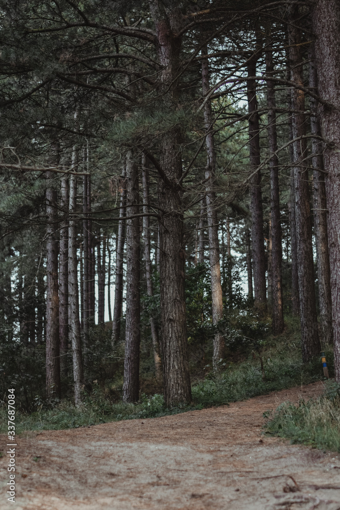 Obraz premium Moody forest