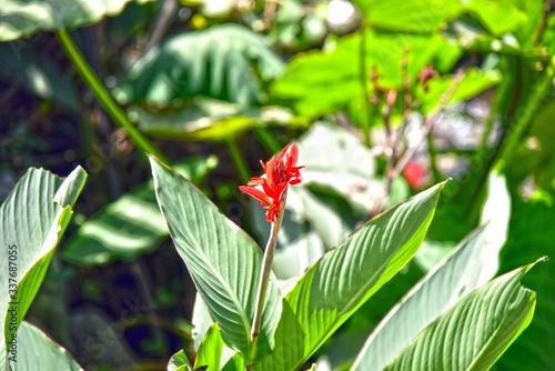 Jungli plants in Himachal. photo