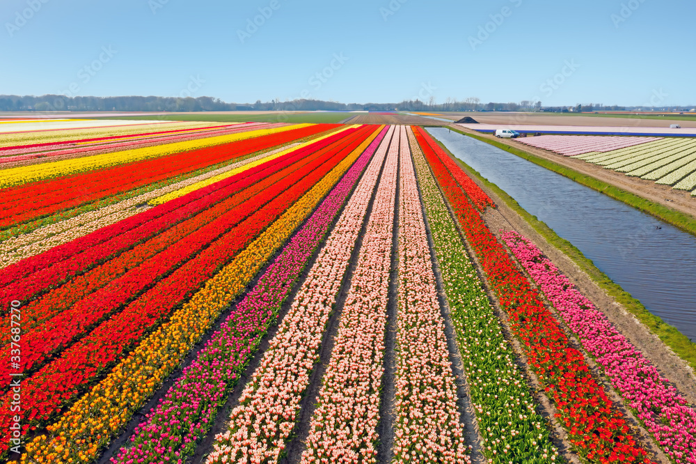 Aerial from blossoming tulip fields in the Netherlands Aerial from blossoming tulip fields in the Netherlands
