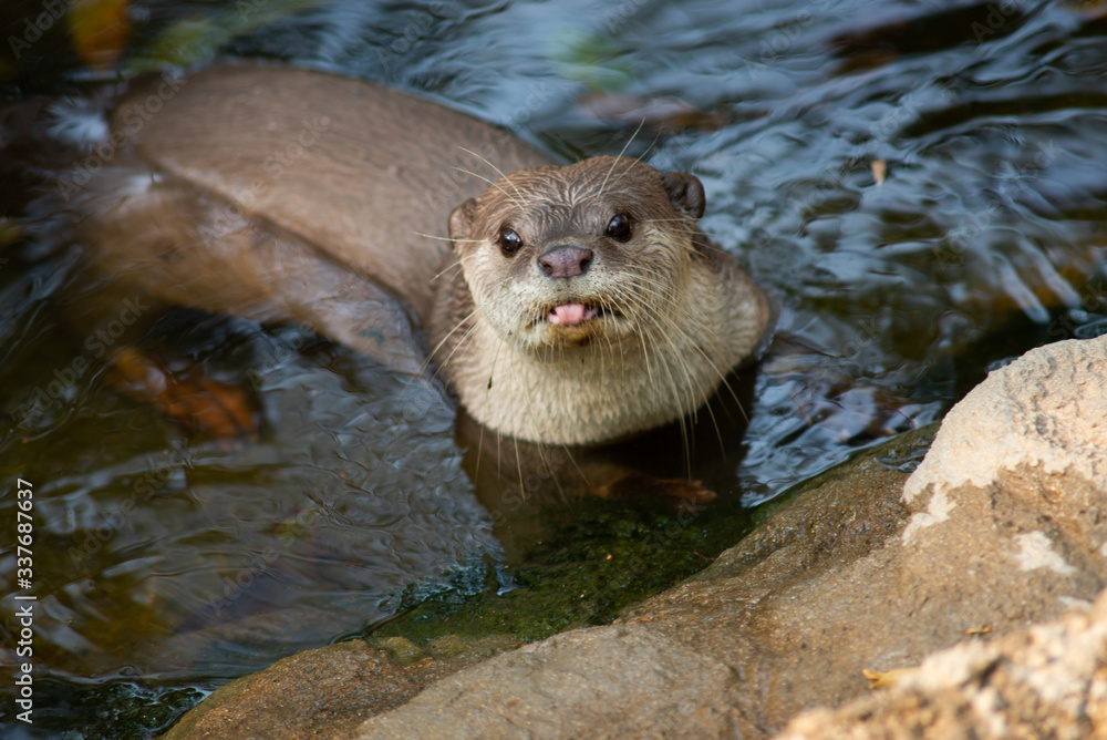 Otter Otter