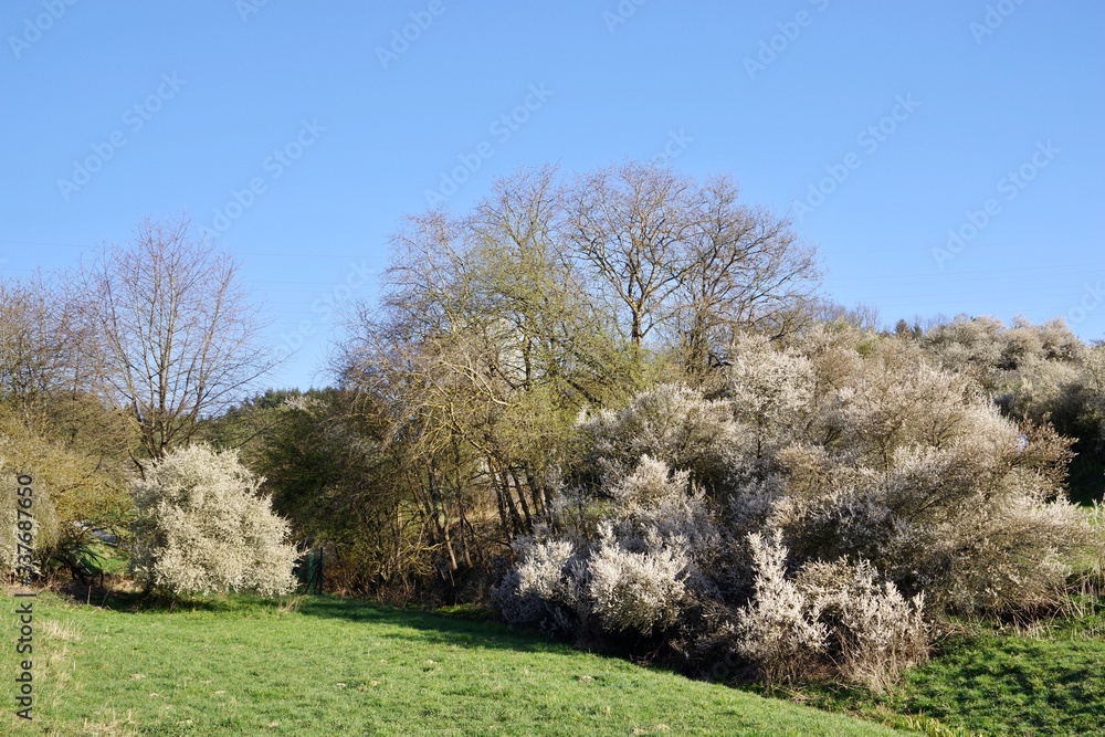 Obraz premium Schlehen