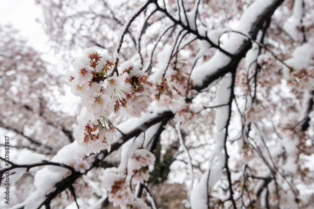 雪と桜 雪と桜