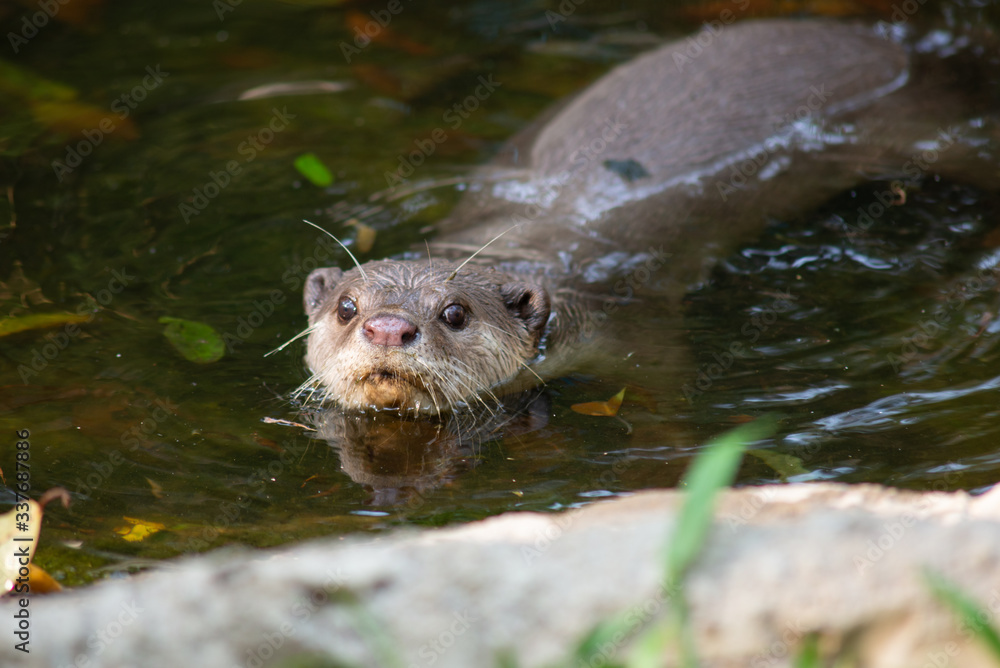 Otter Otter