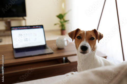 Home office concept. Designated work from home area in living room. Modern laptop and cup of hot beverage on wooden table. Adorable doggy sitting alone on the couch. Close up, copy space, background. © Evrymmnt