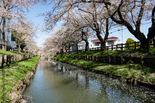 Wallpaper Mural 新河岸川の桜 川越市 Torontodigital.ca