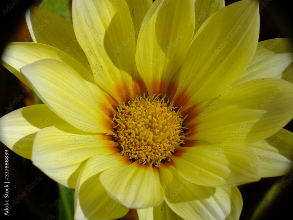 Flower Flower
