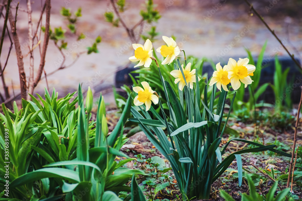 daffodil flowers blooming in flowerbed