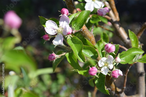 apfelblüte