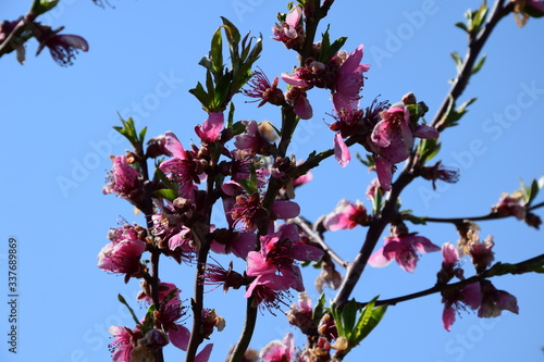 Pfirsichblüte