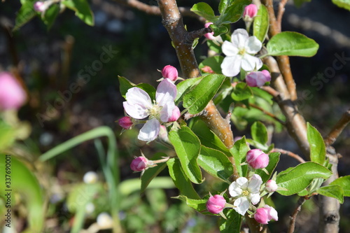 apfelblüte