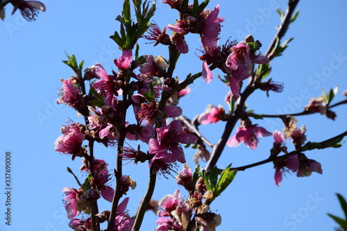 Pfirsichblüte