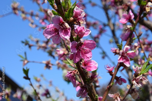 Pfirsichblüte