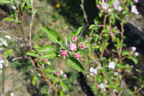 apfelblüte