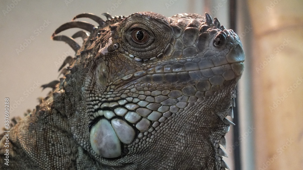 Fototapeta premium Iguana
