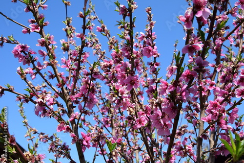 Pfirsichblüte