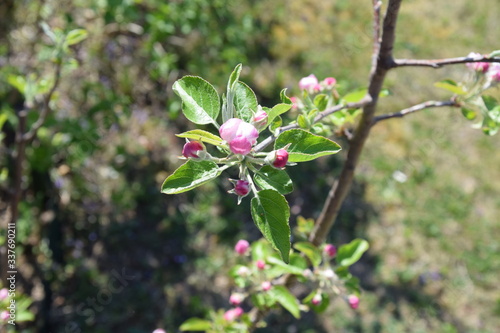 apfelblüte