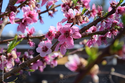 Pfirsichblüte