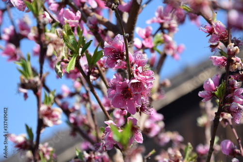 Pfirsichblüte
