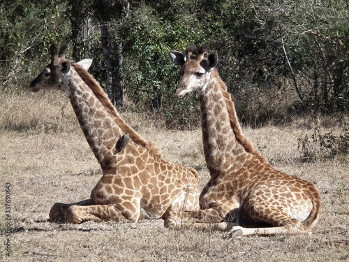 Canvas Print Giraffes