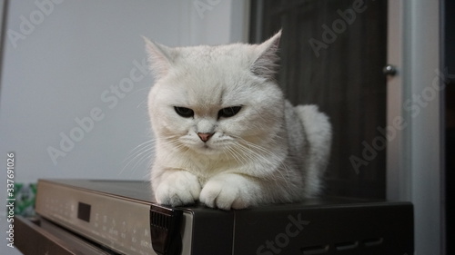 sleepy adorable white british shorthair cat 