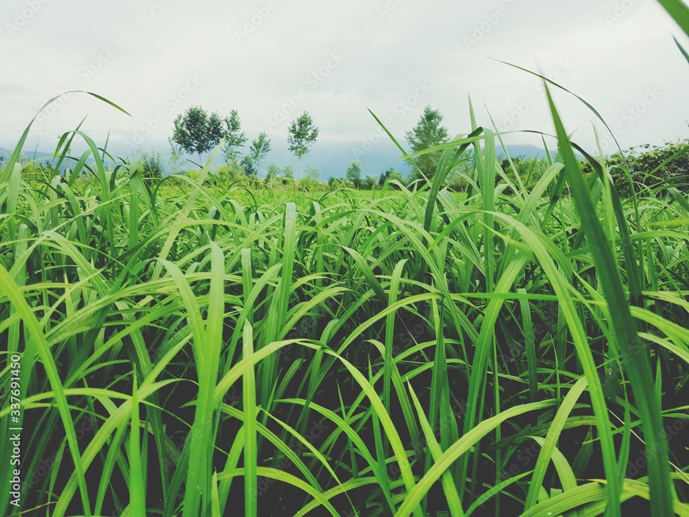 Obraz premium nature