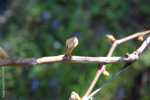 weintrauben knospe