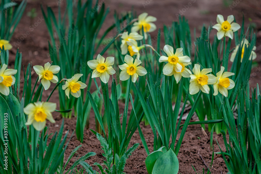 View of beautiful yellow narcissus flowers, growing in the garden. Spring blooming nature. View of beautiful yellow narcissus flowers, growing in the garden. Spring blooming nature.
