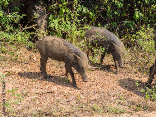 SRI LANKA