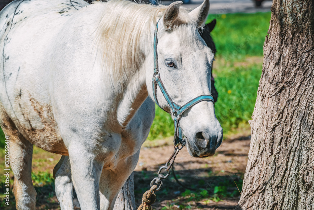 white horse eating grass near the tree white horse eating grass near the tree