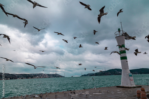 flying flock of seagulls on a pier near the water on a Sunny day. Seagulls flying near Light house. Light waves on the water. İstanbul Tarabya photo