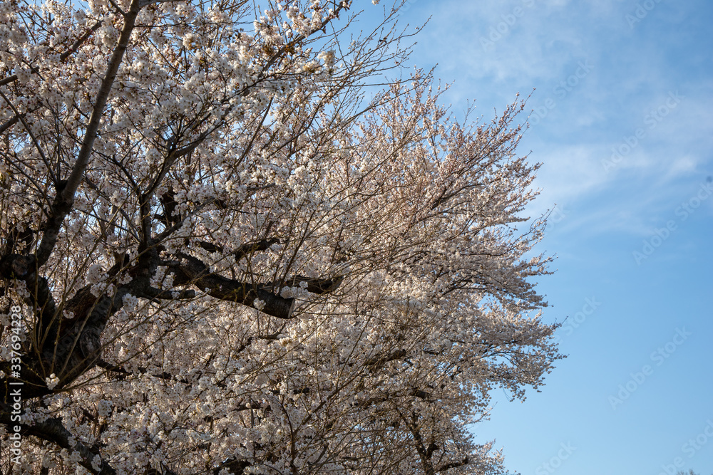 桜