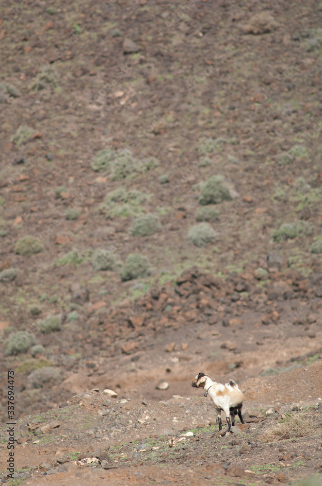Naklejka premium Goat Capra aegagrus hircus in Jandia. Fuerteventura. Canary Islands. Spain.