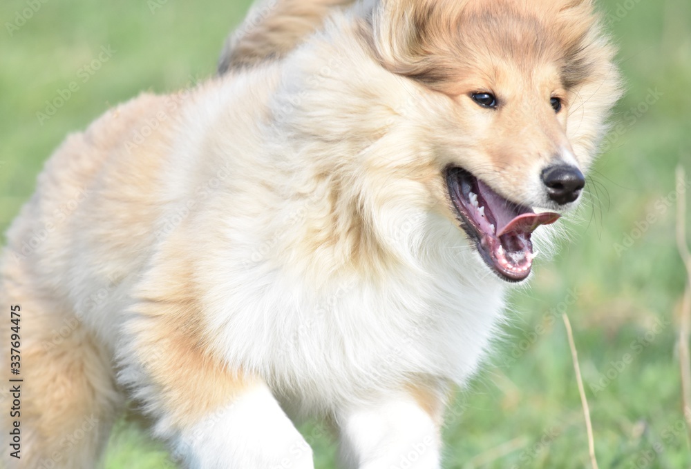 golden collie puppy dog