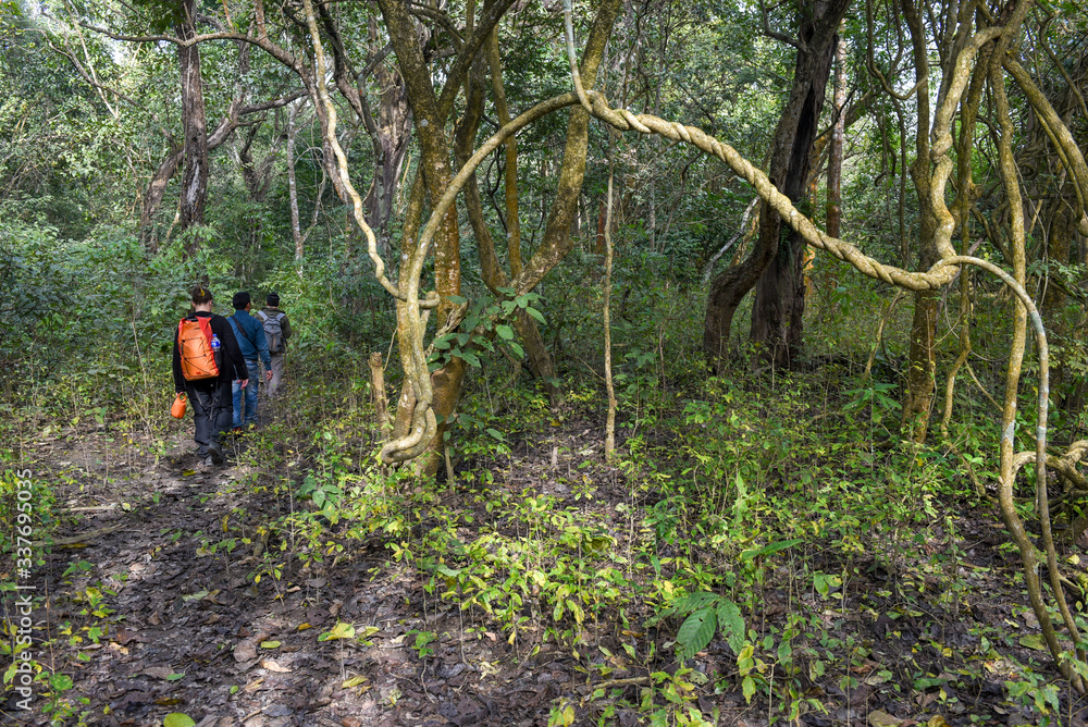 Tourists on a safari walk at Chitwan national park on Nepal Tourists on a safari walk at Chitwan national park on Nepal