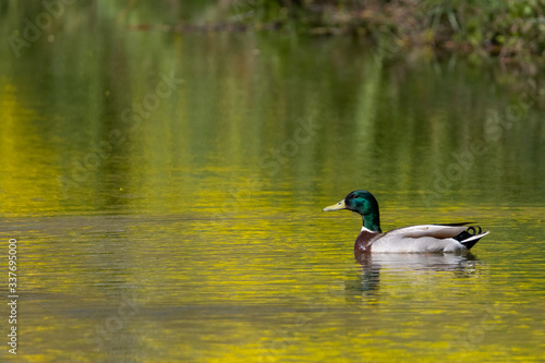 Male wild mallard duck floating on water with yellow flowers reflecting on the surface providing scenic scenery