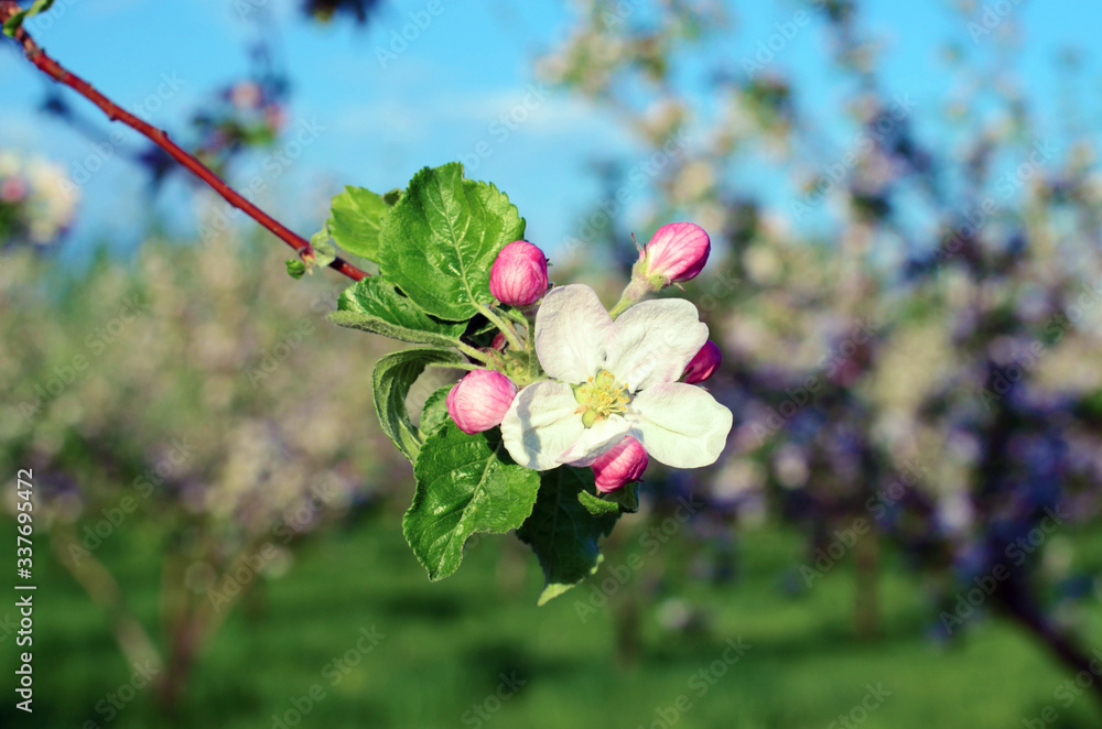 Blossom apple tree in a spring garden in sunlight (backgrounds - concept)