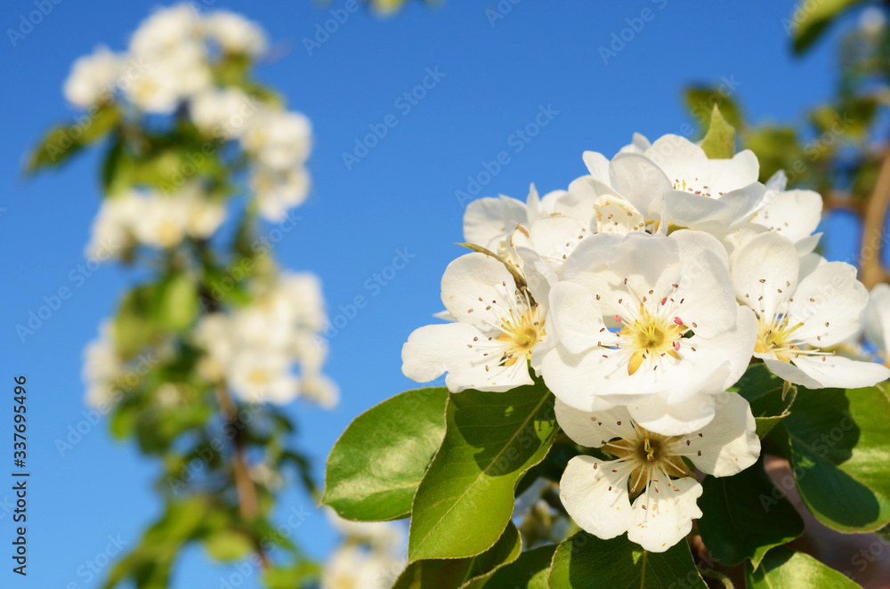 Pear blossom in spring garden (backgrounds - concept)