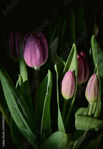 Flower background with purple tulips isolated on black