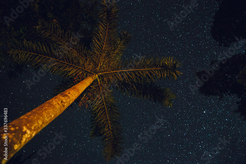 Palm in front of stars in a night sky