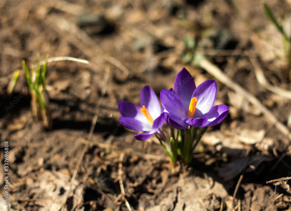 purple Crocus flowers in the bright spring sun purple Crocus flowers in the bright spring sun